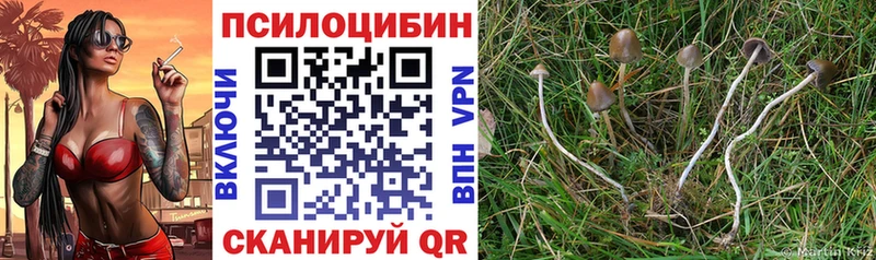 KRAKEN вход Горнозаводск Псилоцибиновые грибы Psilocybe